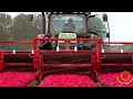 Amazing agricultural technology for the production of tulips in the Netherlands