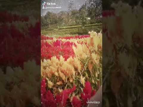  Taman  bunga  firdaus  tik tok curup  bengkulu  YouTube