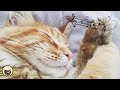 Ronronnements de chat et musique de gurison 528 hz  musique antistress sommeil profond