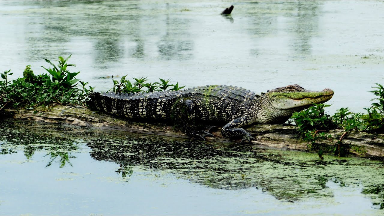 3 Hours | Alligator Sounds with relaxing jungle sounds in background