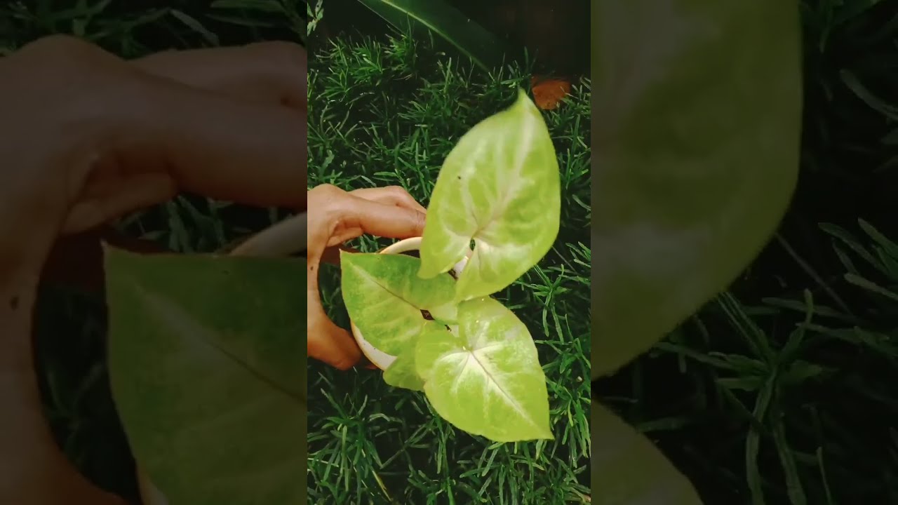 creative Gardening Ideas 