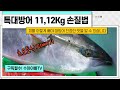 [특대방어 11, 12kg 손질영상] 피를 이렇게 완벽하게 빼야지 진정한 방어 맛을 알수있습니다. How to fillet giant Yellowtailfish.