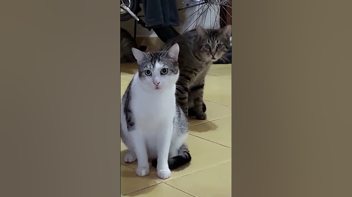 Top Funny Dog Videos of This Week #shorts
