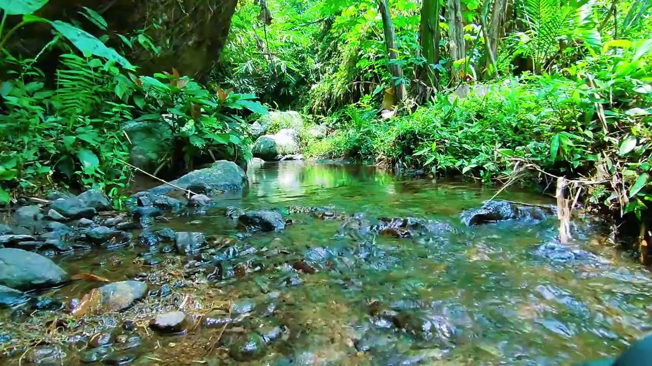 Gentle Water Flow and Forest Sound, Bird Chirping For Relaxation, Deep Sleep, Ambience
