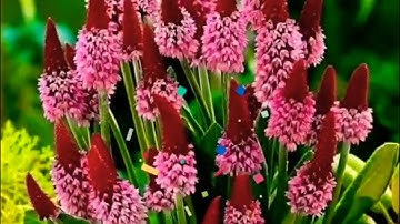 ◾@خطوات الي الاتقان مالك يوم الدين برواية ورش وحفص في علم الإتقان تعالوا نسمع ونتعلم معا ◾