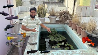 New Full Metallic Black Molly Fish Added #wildguppy 