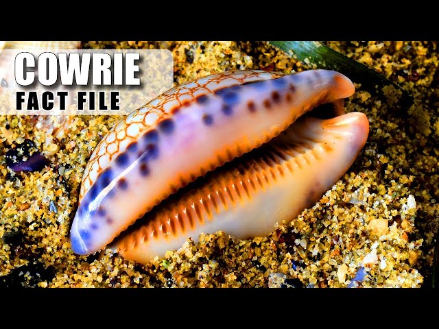 Cowrie Facts: WHAT IS this SHINY SHELL? 🐚 Animal Fact Files class=