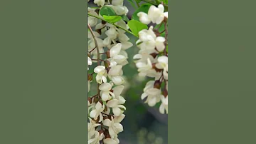 Когда цветёт белая акация #пчеловодство #пасека #bee