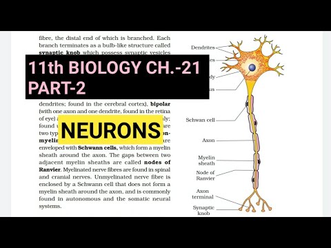 11 ஆம் வகுப்பு உயிரியல்|Ch.-21 |Part-2||Neuron||Farru உடன் படிப்பு