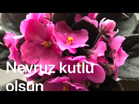 NEVRUZ BAYRAMI MESAJLARI🌺HOŞGELDİN BAHAR 🌸🌺KISA VİDEO🌺🌸Nevruz kutlu olsun 🌺🌸