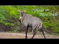 Nilgai or Blue Bull (Boselaphus tragocamelus) | Interesting Facts | Secure Nature