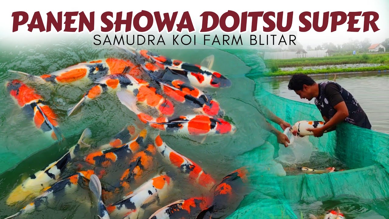 Panen Showa Doitsu Kualitas Super❗Samudra Koi Farm Blitar