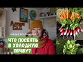 НЕ ЗЕВАЙ! Сей 25 культур уже сегодня в теплице и на грядки! Холодостойкие овощи и цветы