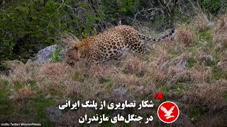 شکار تصاویری از پلنگ ایرانی در جنگل‌های مازندران