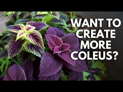 Video: Coleus-formering: Hvordan man planter Coleus-frø eller hvordan man roder Coleus-stiklinger