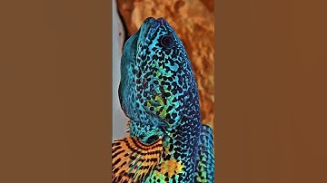 Vợ của hoàng đế! #shortsvideo #channa #caloccanh #trending #calockieng #channaaurantimaculata #fish