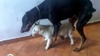 Big Dog Tries To Hump A Little Dog