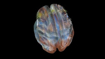 A video tour through brain circuits - Brigham and Women