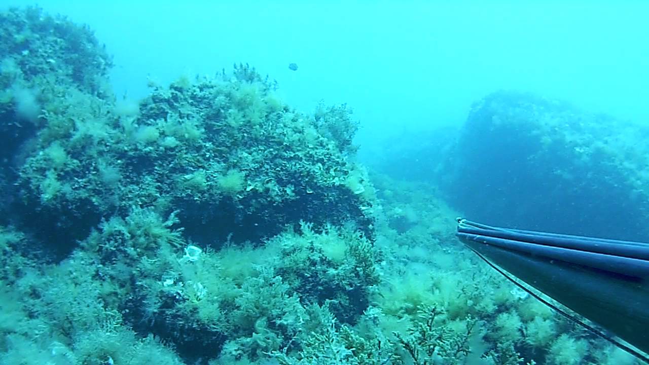 saragone all'aspetto, preso poi in tana.MP4