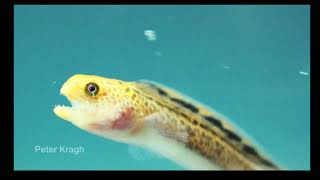 Wolf eel eggs hatching and baby wolf eels