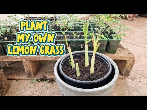HOW TO PLANT LEMON GRASS #HOME GARDEN #TANGLAD #PURCHASE FROM PILIPINO STORE