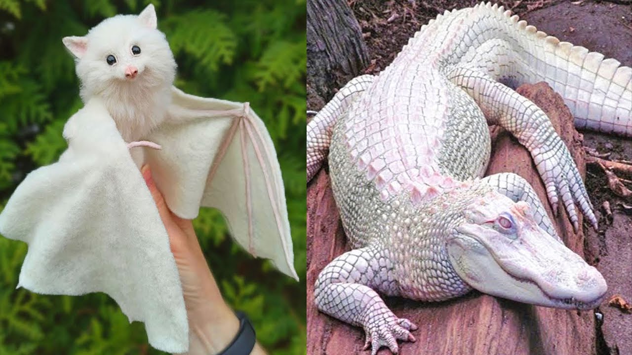 10 Most Beautiful Albino Animals | Things Around - YouTube