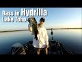 Bass Fishing in Hydrilla at Lake Toho