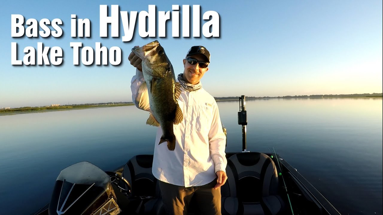Hydrilla Bass