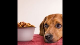 اسباب رفض الكلب او القطة للأكل (الجزء الثالث)