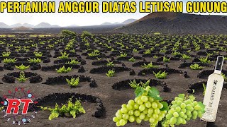 THIS ISLAND WAS ONCE DEVOTED BY LAVA, NOW IT'S A HEAVEN FOR THE MOST EXPENSIVE WINE IN SPAIN!