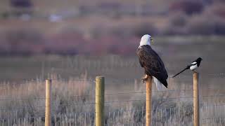 Stock Video - Bald Eagle Sitting On A Fence Post As A Magpie Flies In