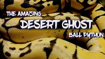 The Amazing Desert Ghost Ball Python