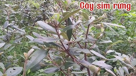 Bán phân khúc cây sim rừng loại thuần chậu đang ra quả chĩu cành/0819972997