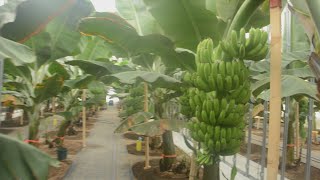 北海道で南国バナナ生産 皮ごと食べられ高糖度