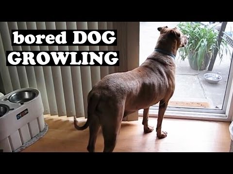 bored-rhodesian-ridgeback-dog-growl-growling-bark-barking-sound-angry-grumpy-upset-noises-by-jazevox
