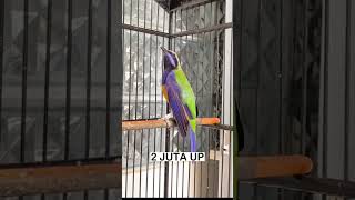 Download Lagu BURUNG KICAU TERMAHAL VERSI DUNIA PEKSI #shorts MP3 Download Lagu BURUNG KICAU TERMAHAL VERSI DUNIA PEKSI #shorts MP3