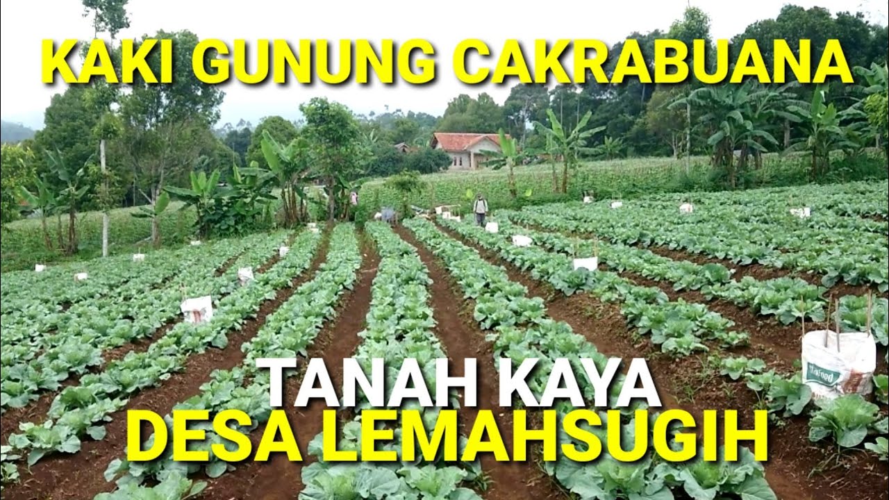 TANAH YANG KAYA DESA LEMAHSUGIH, KABUPATEN MAJALENGKA