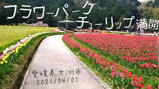 フラワーパーク チューリップが見頃です 愛媛県大洲市 21 04 01 Youtube