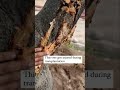 Injuries to the tree during transplantation