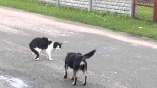 kot ktory nie boi sie psów