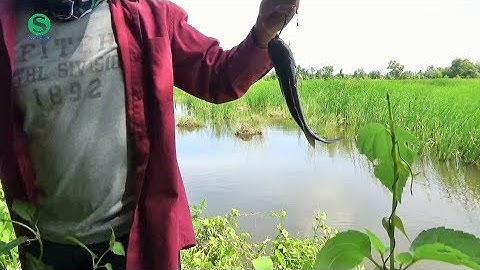 Câu cá lóc đồng (Rê cá lóc) An Minh - Kiên Giang | Fish | Sắc Màu VN