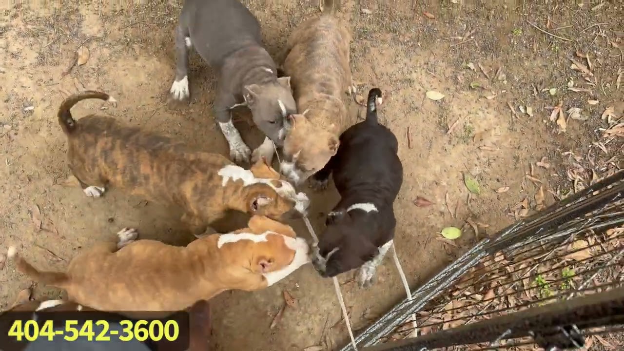 American Bullies!!! A Yard Full Of Bullies! 🫣