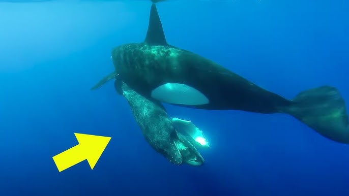 Killer Whales Attack a Helpless Baby Whale - You Won't Believe Who Came to the Rescue! - YouTube