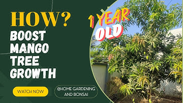 How To Growth Mango Plants Faster | Mango Plant Care | Mango Tree Growing Tips