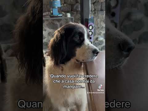 #landseer #dog #cani #vitadaveterinaria #ilovemydog #estate