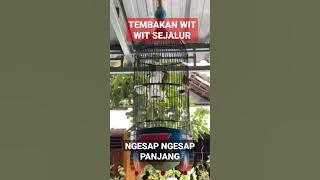 Pleci nembak wit wit sejalur ngesap