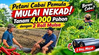 Beginner Chili Farmer Takes a Bold Leap! Planting 4,000 Trees with 2 Rolls of Mulch