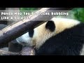 Panda mao tao practices bubbling like a goldfish  ipanda