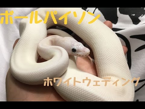 爬虫類 ボールパイソン 蛇 白蛇 捕食 餌やり Youtube