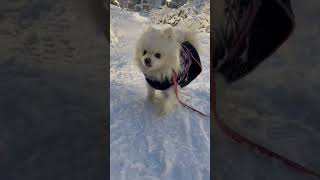 My snow in winter 🥰 بەفری من لە زستانی فینلاند